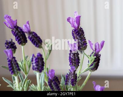 Farfalla fiori di lavanda in dettaglio in primavera Foto Stock