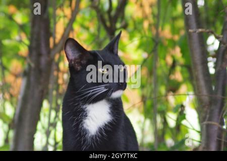 Gatto nero con grande macchia bianca sul collo Foto Stock