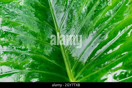 Primo piano di un grande verde fresco bagnato e lucido nuove piante di orecchio di elefante di Taro o foglia di Arbi (modello a nido d'ape e superficie idrofoba) Foto Stock