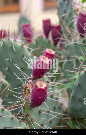 Cactus di pera di prickly anche conosciuto come Opuntia, ficus-indica o frutta matura di opuntia indiana del fico in autunno. Foto Stock