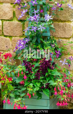 Fiori di clematide viola che crescono su un traliccio di legno in un giardino con muro dietro con piante di salvia e fucsia sotto. Foto Stock