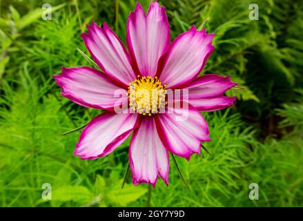 Vista ravvicinata del fiore rosa del cosmo che cresce in un giardino in estate. Foto Stock