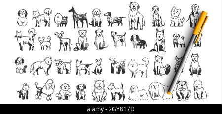 Set di scarabottini per cani. Collezione di disegni a mano a matita inchiostro disegni schizzi modelli di animali domestici cuccioli dolmatins chihuahua pug spitz PET Foto Stock