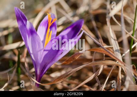 Il sole splende su iris giallo e viola selvatico Crocus heuffelianus fiore scolorito che cresce in erba secca primaverile. Foto Stock