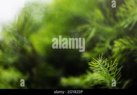 Abete fine che cresce su giovane albero di conifere, primo piano profondità di campo macro dettaglio - solo poche lame in fuoco, astratto spazio di fondo naturale f Foto Stock