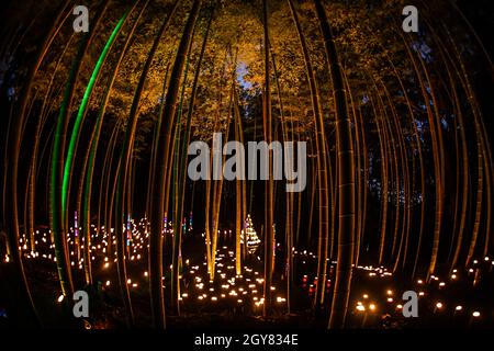 Luce di piccolo diametro del boschetto di bambù (piccola scrivania Castello foresta di cittadini). Luogo di ripresa: Yokohama-città prefettura di kanagawa Foto Stock