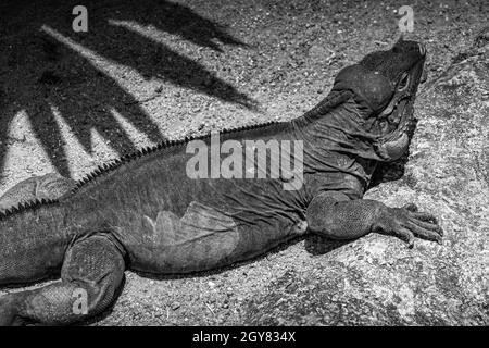 Cammina sul drago Komodo della giungla (Singapore). Luogo di tiro: Singapore Foto Stock