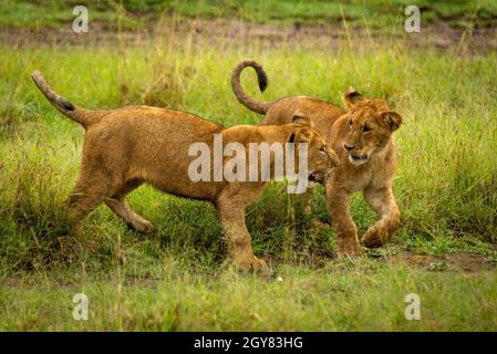 Due lion cubs giocare combattimenti in erba Foto Stock