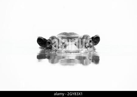 Mono hippo fino agli occhi in waterhole Foto Stock