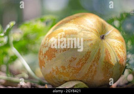 Il cantalupo tailandese o melone giallo è un frutto nativo in Thailandia. Piantato nel giardino intorno alla casa. Foto Stock