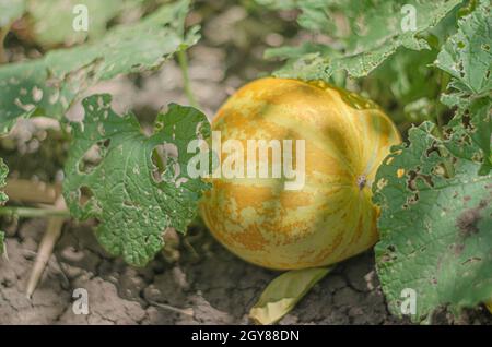 Il cantalupo tailandese o melone giallo è un frutto nativo in Thailandia. Piantato nel giardino intorno alla casa. Foto Stock