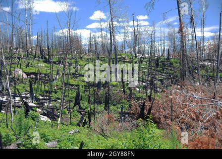 Recupero dopo un incendio della foresta sul lago alpino nelle acque del Boudnary in Minnesota Foto Stock