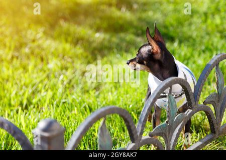 Nero russo Toy o russo Toy Terrier vestito in autunno tuta rimane sul cortile verde erba. Piccolo cane che gioca all'aperto Foto Stock