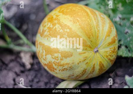 Il cantalupo tailandese o melone giallo è un frutto nativo in Thailandia. Piantato nel giardino intorno alla casa. Foto Stock