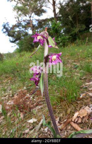 Braunrote Stendelwurz (Epipelactis atrorubens), Nettersheim, Nordrhein-Westfalen, Deutschland Foto Stock