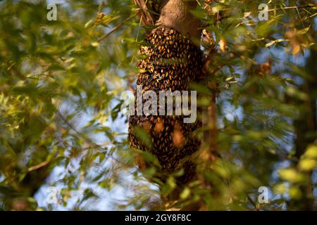 Nido d'ape appeso sull'albero, sciame di api che costruiscono una nuova alveare che circonda l'albero. Foto Stock