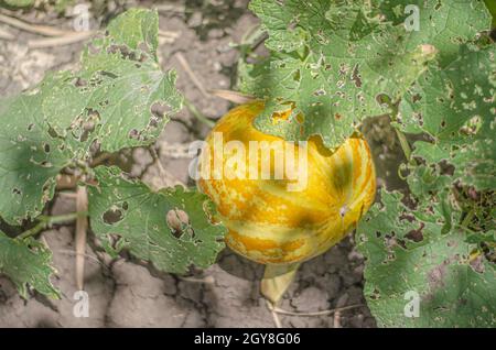 Il cantalupo tailandese o melone giallo è un frutto nativo in Thailandia. Piantato nel giardino intorno alla casa. Foto Stock