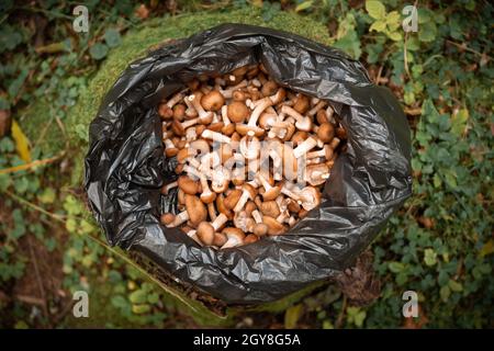 Funghi al miele in moncone in busta di plastica nera nella foresta d'autunno Foto Stock