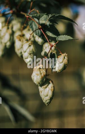 Primo piano di Humulus lupus fiorisce sull'albero Foto Stock