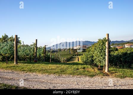 Pittoresche colline di vigneti del Prosecco spumante regione in Valdobbiadene, Italia. Foto Stock