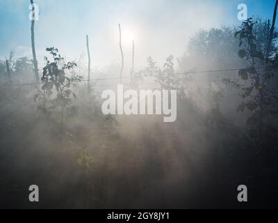 il sole illumina il fumo dalle piante che bruciano sui cespugli di lamponi nel giardino domestico nel morming di autunno Foto Stock