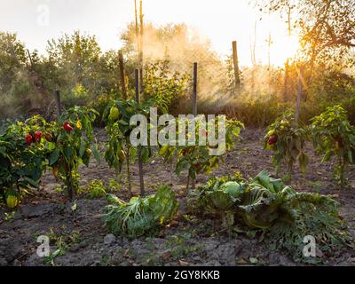 cespugli di peperoni illuminati dal sole legati a pali di legno in giardino in autunno tramonto Foto Stock