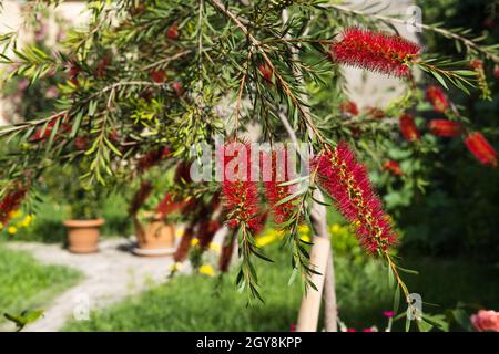 Bella pianta di bottiglietta in fiore. Fiori delicati Callistemon citrinus. Teste di fiore morbide rosse sull'arbusto sempreverde. Foto Stock
