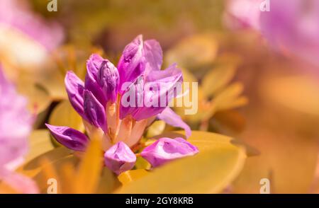 Fiore rosa rododendro germoglio su uno sfondo floreale giallo con spazio copia. Rhododendron Catawbiense grandiflorum. Foto Stock