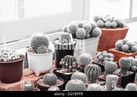 Piante di cactus in vaso accanto finestra di legno bianco. Interni ispirazione giardino con finestra interna. Piccole piante succulente, cactus, Pot decorative su linguetta di legno Foto Stock