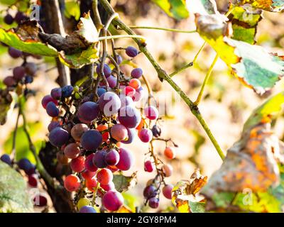 mazzo di uve rosa mature illuminate dal sole al tramonto in autunno Foto Stock