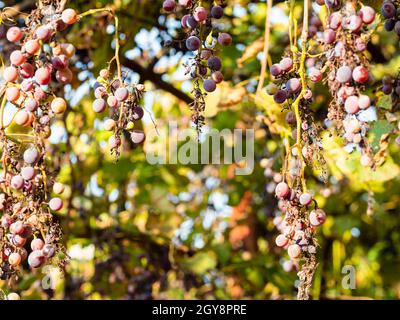 grappoli di uva rosa appassita al sole al vigneto in cortile nel villaggio il giorno d'autunno soleggiato Foto Stock