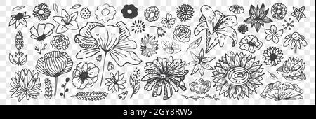 Set di doodle di fiori disegnati a mano. Collezione di disegni a matita gesso schizzi diversi fiori di fiore cornflower camomilla rosa giglio isolato su tran Foto Stock