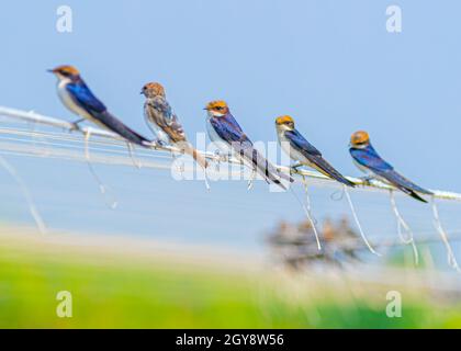 Un gruppo di Swallows con coda di filo che poggiano su un filo e centrano uno messo a fuoco Foto Stock