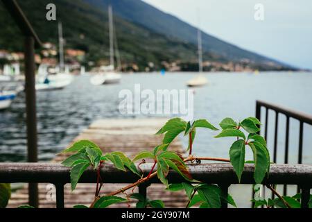 Edera verde, paesaggio costiero in uno sfondo sfocato. Foto Stock