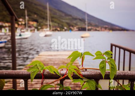 Edera verde, paesaggio costiero in uno sfondo sfocato. Foto Stock