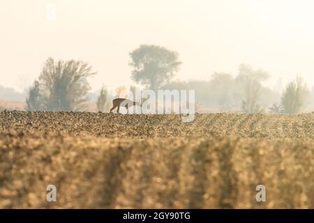 Capriolo autunno femmina (Capreolus capreolus) cervi selvatici in natura Foto Stock