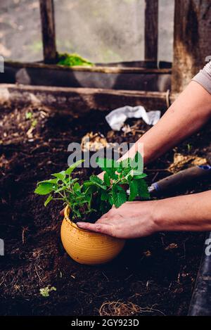 Reimpianto Balm limone da letto in vaso in serra Foto Stock