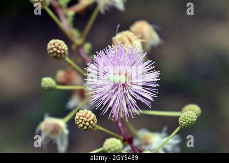 Mimosa pudica, detta anche pianta sensibile, pianta sonnolenta, pianta d'azione, touch-me-not, Foto Stock