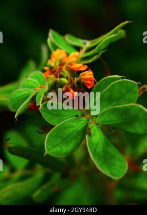 Primo piano rosso e giallo Caesalpinia pulcherrima fiore su sfondo sfocato natura. Foto Stock