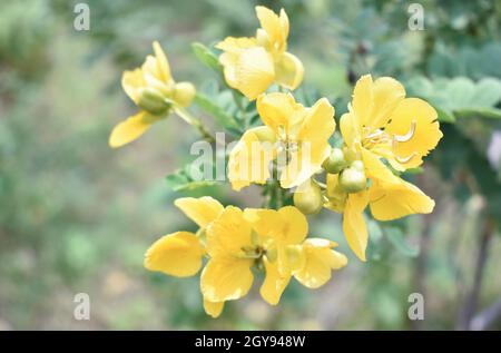 I bei fiori gialli della tromba fioriscono in un giardino verde fresco. Foto Stock