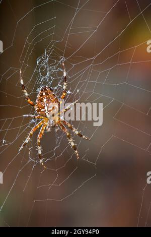 Ragno giardino europeo / diadem ragno / orangie / croce ragno / coronato tessitore orbo (Araneus diadematus) femmina in orb web in autunno / autunno Foto Stock