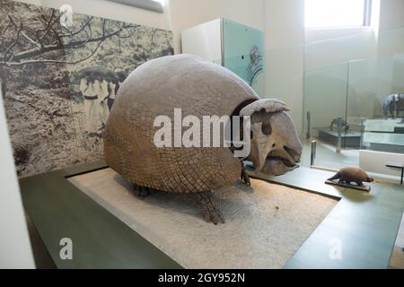 NEW YORK, USA-15 OTTOBRE 2020: Uno scheletro montato di un antico Glyptodon è visto montato presso l'American Museum of Natural History di New York City. Foto Stock