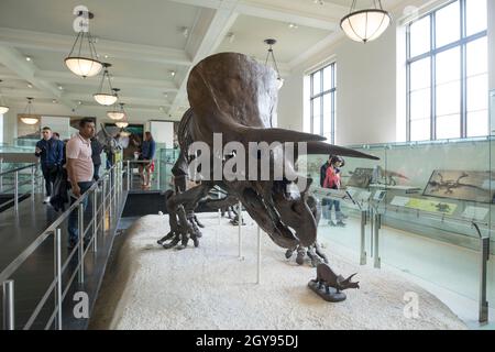 NEW YORK, USA-15 OTTOBRE 2020: Uno scheletro montato di un antico dinosauro triceratops è visto montato presso l'American Museum of Natural History di New Foto Stock