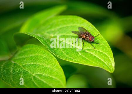 Dettaglio di una volata seduta su una foglia su uno sfondo verde scuro Foto Stock