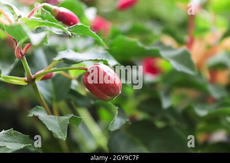 Una pianta di fucsia piena di semi di maturazione. Foto Stock