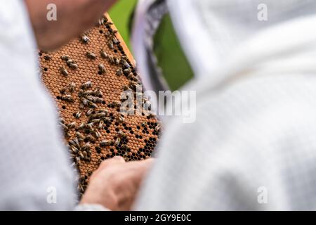 gli apicoltori ispezionano le api su un telaio di cera in un apicoltura. Foto Stock