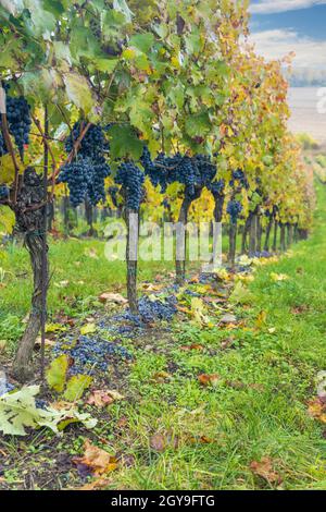 Uve Blu Cabernet Moravia in vigna d'autunno, Moravia meridionale, Repubblica Ceca Foto Stock