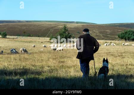 Un uomo osserva un gregge di pecore che pascolano pacificamente in un prato soleggiato , Parco naturale regionale Livradois-Forez , Puy de Dome , Auvergne-Rodano-Alpi , Francia Foto Stock