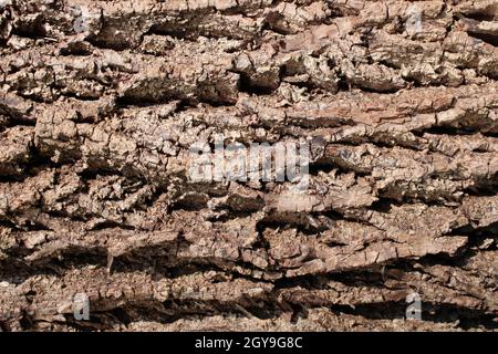 Un dettaglio della Black Walnut Tree Bark Foto Stock