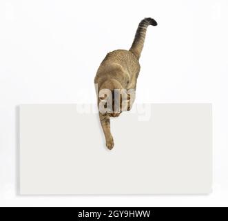 Un gatto grigio adulto scottese dritto chinchilla su un bianco annuncio punti con la sua zampa verso il basso. Modello per la scrittura del testo in basso, vendita Foto Stock